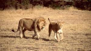 tanzania