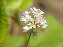 Fagopyrum esculentum1.jpg